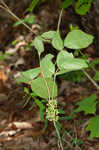 Atlantic poison oak